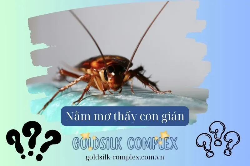 Các giấc mơ côn trùng khác có liên quan