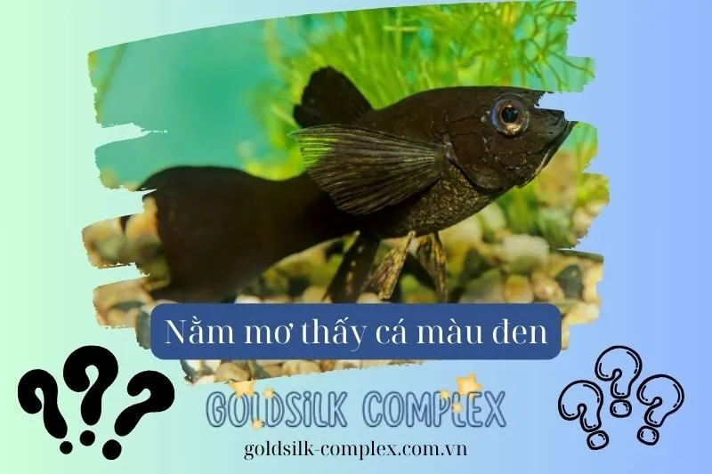 Các Loại Cá Đen Thường Gặp Và Ý Nghĩa Từng Loại