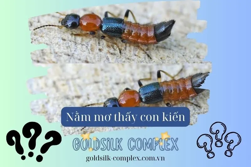 Các loại kiến trong giấc mơ và ý nghĩa từng loại