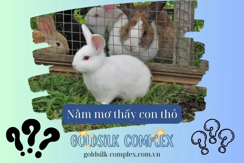 Điềm Báo Của Các Loại Thỏ Trong Giấc Mơ