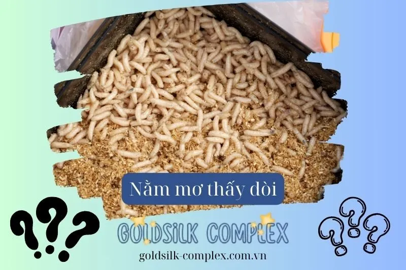 Điềm báo khi nằm mơ thấy dòi có ý nghĩa gì trong cuộc sống