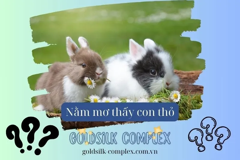 Dự Báo Tương Lai Từ Giấc Mơ Thấy Thỏ