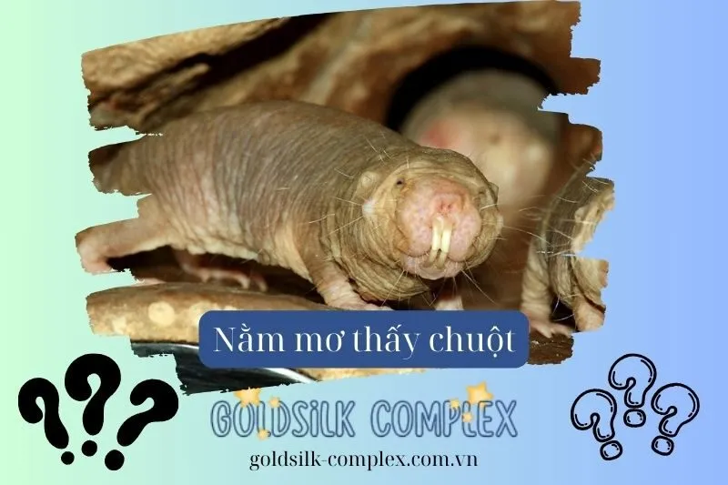 Giấc mơ thấy chuột chũi và chuột cống: Cẩn thận với người xấu