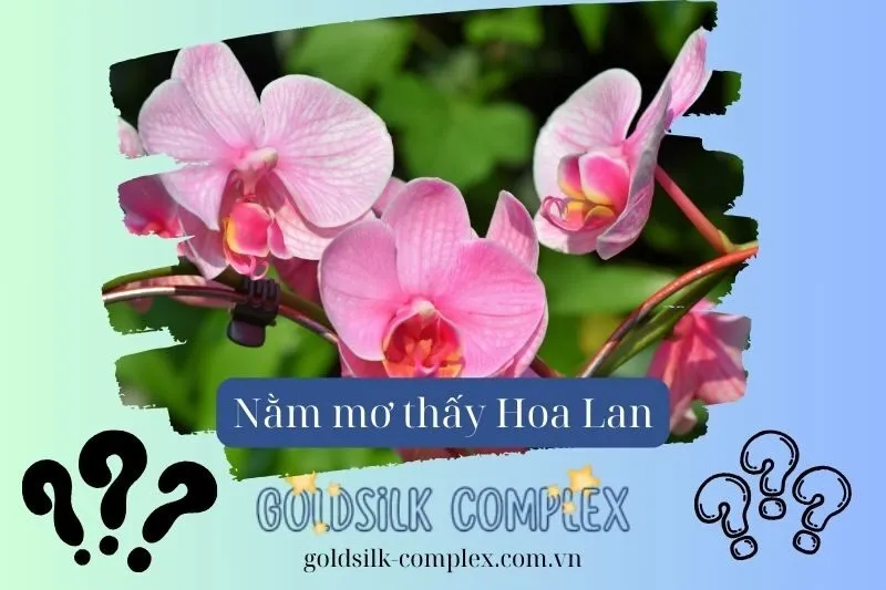 Giải mã các loại hoa lan trong giấc mơ và ý nghĩa của chúng