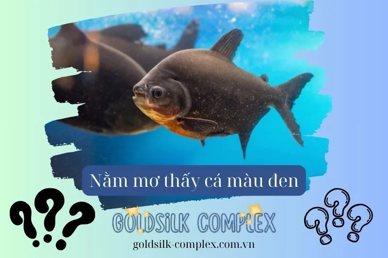Giải Mã Chi Tiết Các Trường Hợp Nằm Mơ Thấy Cá Đen