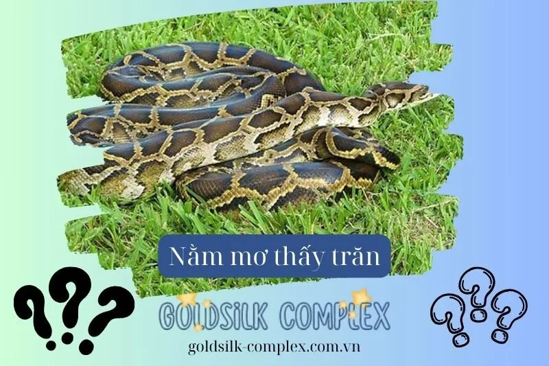 Giải Mã Những Tình Huống Cụ Thể Khi Mơ Thấy Trăn