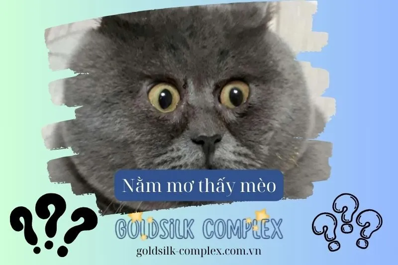 Giải mã ý nghĩa nằm mơ thấy mèo - Điềm lành hay điềm dữ