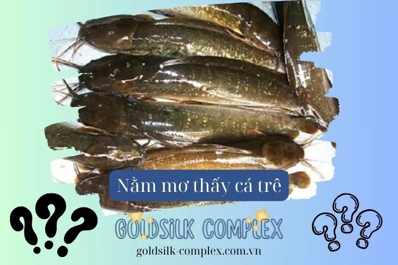 Giải thích số lượng cá trê trong giấc mơ