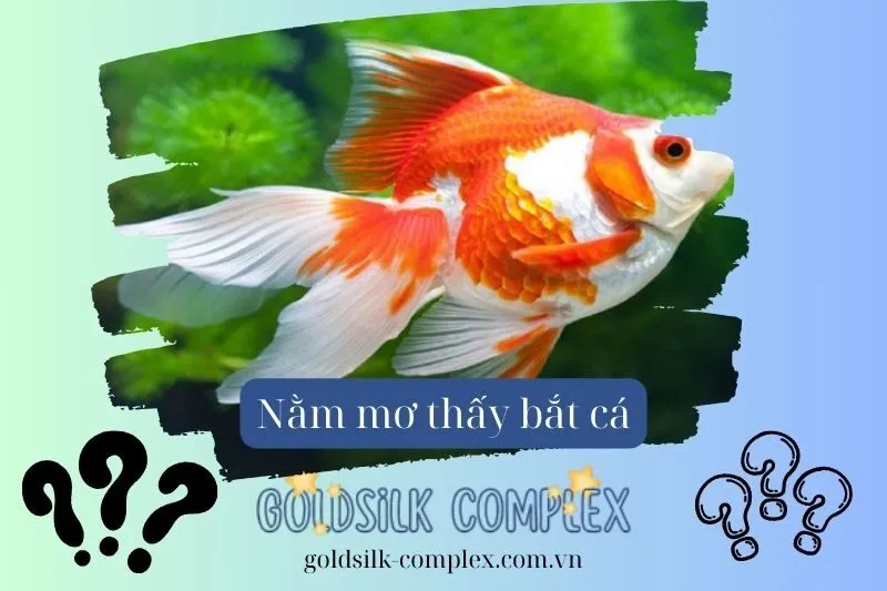 Mơ Thấy Bắt Cá Vàng - Điềm Báo May Mắn Và Thăng Tiến