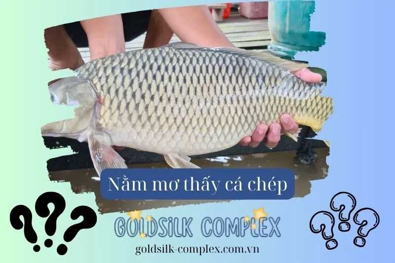 Mơ thấy cá chép có ý nghĩa gì về tình cảm