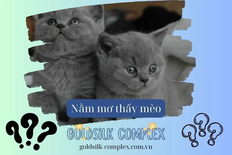 Mơ thấy mèo và mối quan hệ tình cảm: Tình yêu, gia đình và hôn nhân