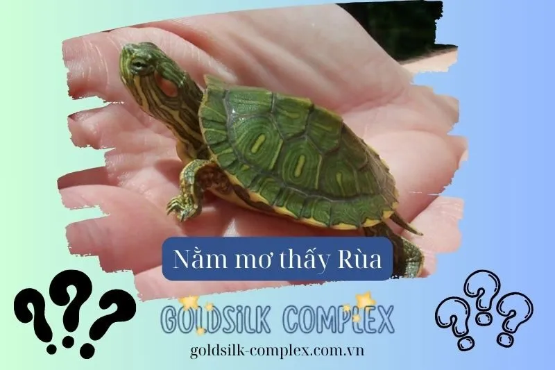 Mơ thấy rùa bò vào nhà có ý nghĩa gì