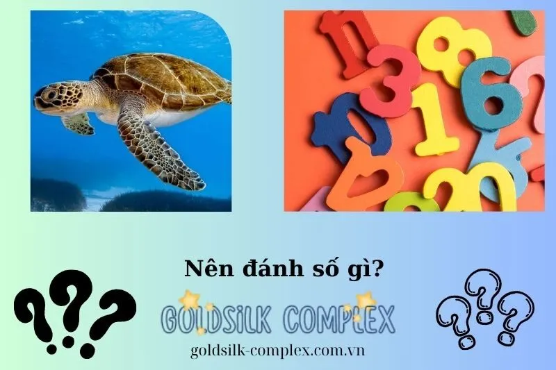 Mơ thấy rùa chọn số mấy để thử vận may