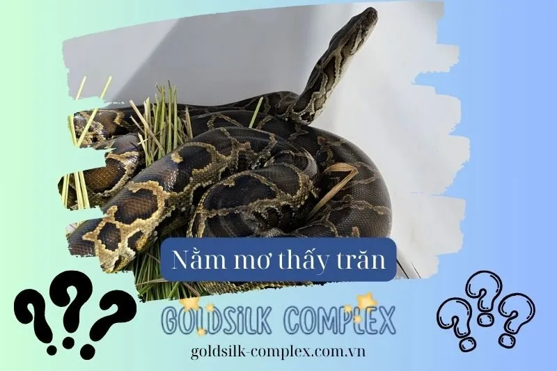 Mơ Thấy Trăn Và Các Tình Huống Đặc Biệt