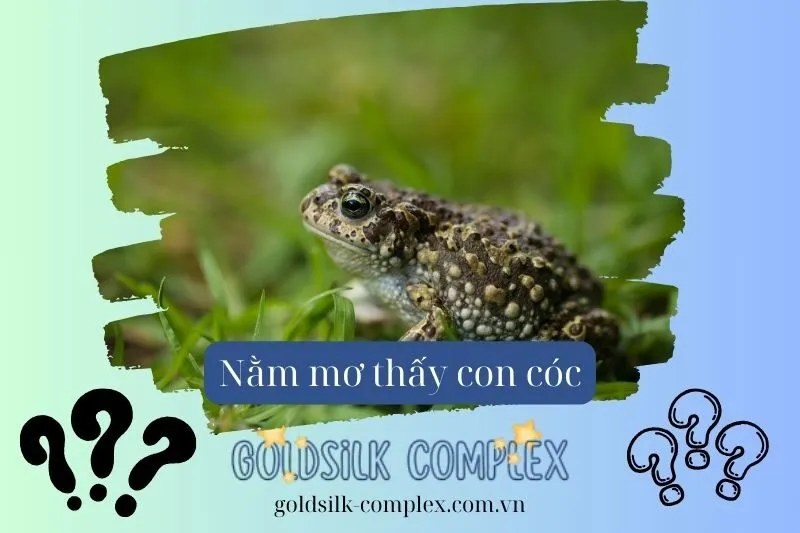 Nằm mơ thấy cóc báo hiệu gì? Giải mã chi tiết các điềm báo về con số