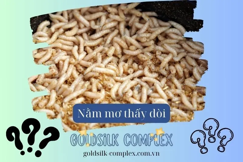 Nằm mơ thấy dòi: Điềm báo gì, ý nghĩa ra sao? Con số may mắn 2025