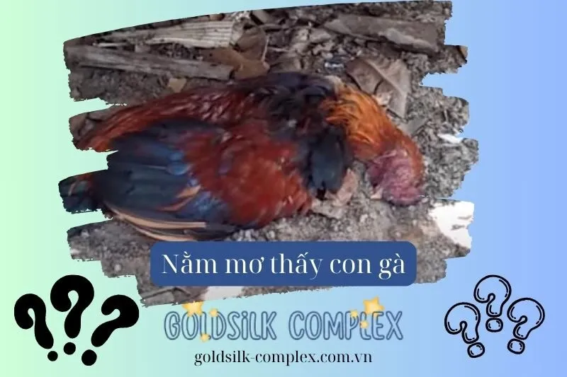 Nằm mơ thấy gà chết