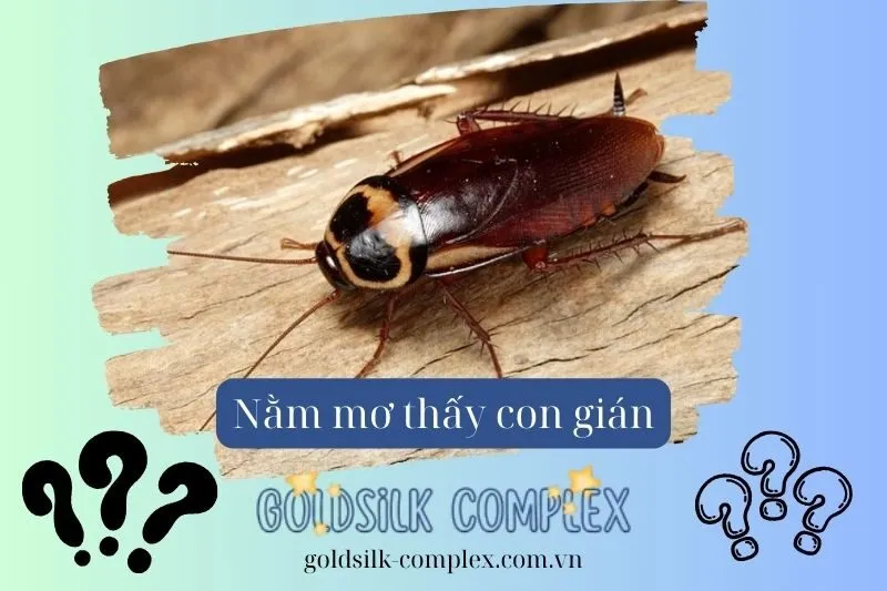 Nằm mơ thấy gián: Nên chọn số nào, Điềm báo và ý nghĩa cho sức khỏe