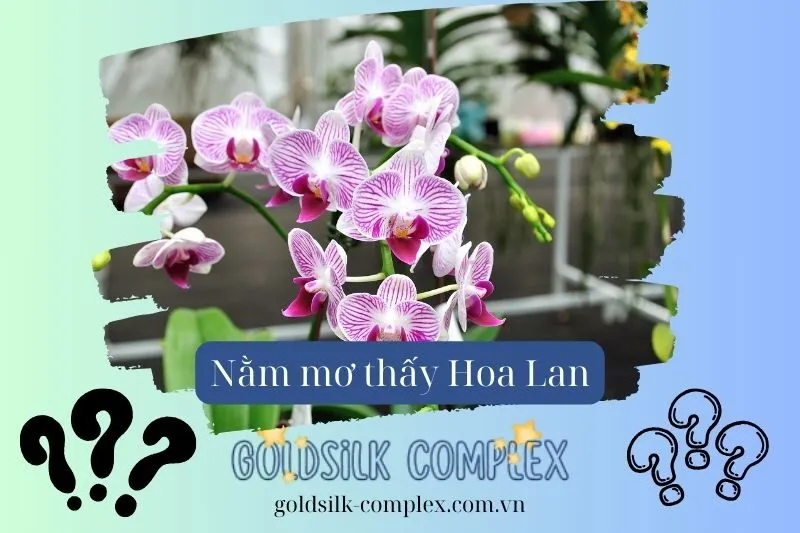 Nằm mơ thấy hoa lan: Giải mã ý nghĩa và điềm báo chi tiết 2025