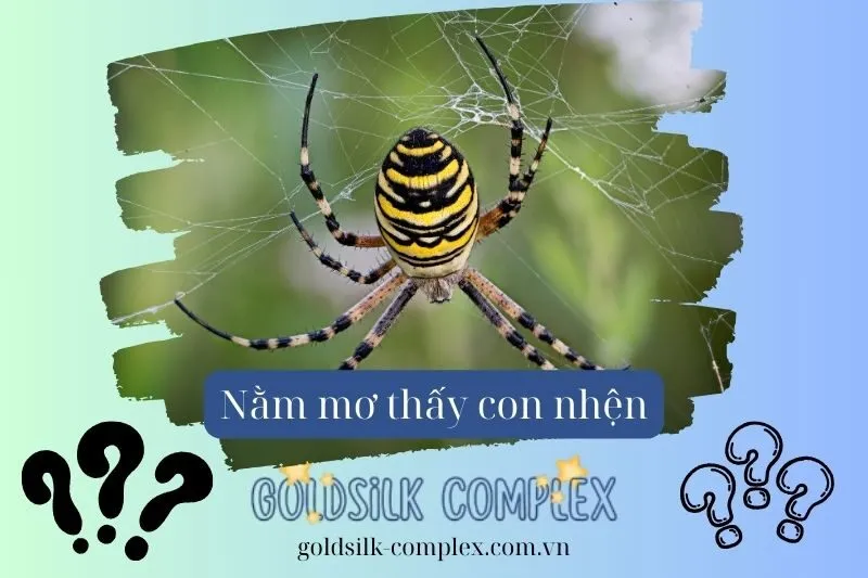 Nằm mơ thấy nhện: Ý nghĩa, điềm báo và dấu hiệu quan trọng 2025