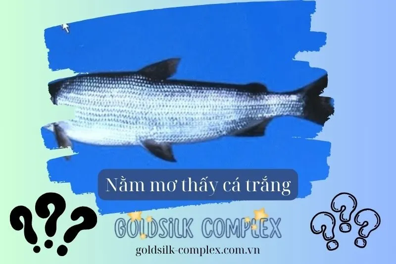 Nằm mơ thấy nhiều cá trắng bơi lội dưới nước có điềm báo gì