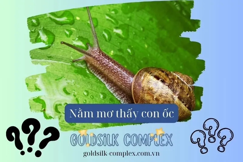 Nằm mơ thấy ốc là điềm tốt hay xấu? Những điềm báo quan trọng