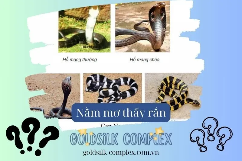 Nằm Mơ Thấy Rắn Là Điềm Tốt Hay Xấu