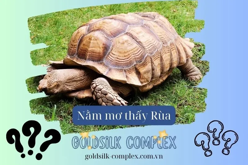 Nằm mơ thấy rùa: Báo hiệu tài lộc hay tai họa? Các con số may mắn