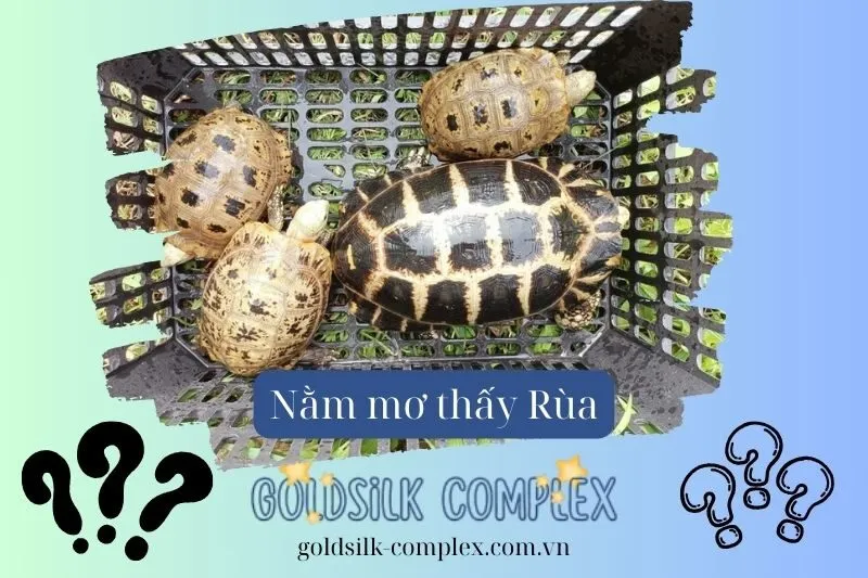 Nằm mơ thấy rùa báo hiệu tài lộc hay tai họa