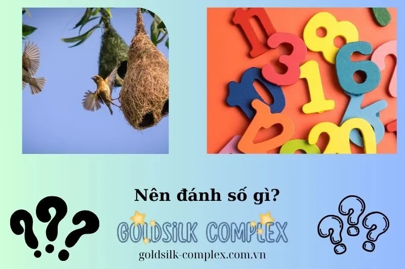 Nằm mơ thấy tổ chim và con số may mắn liên quan