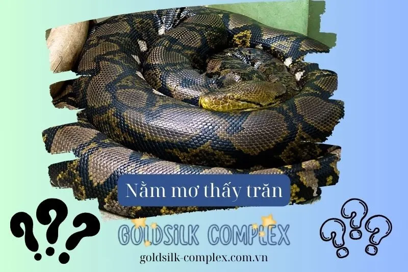 Nằm mơ thấy trăn: Giải mã chi tiết, ý nghĩa từ giấc mơ, con số may mắn