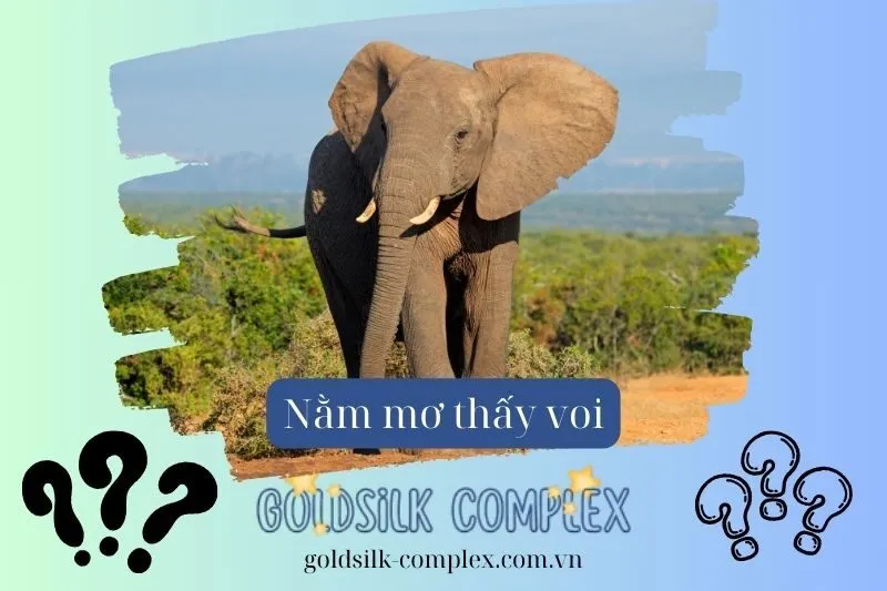 Nằm mơ thấy voi: Điềm báo, Ý nghĩa và giải mã con số may mắn 2025
