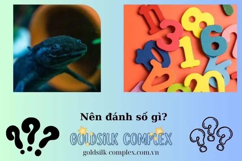 Những Con Số May Mắn Liên Quan Đến Giấc Mơ Thấy Cá Đen