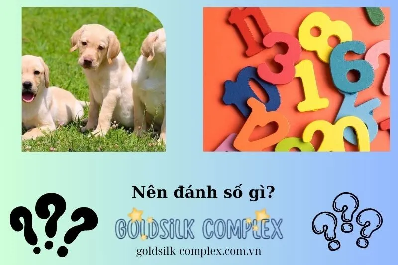 Những con số may mắn liên quan đến giấc mơ thấy chó