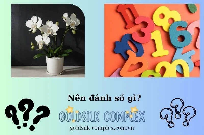 Những con số may mắn liên quan đến giấc mơ thấy hoa lan