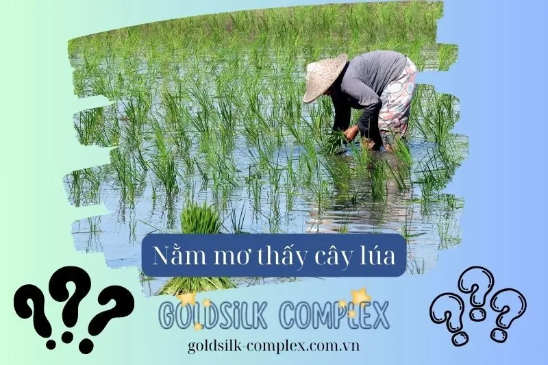 Những Điềm Báo Xấu Trong Giấc Mơ Thấy Lúa