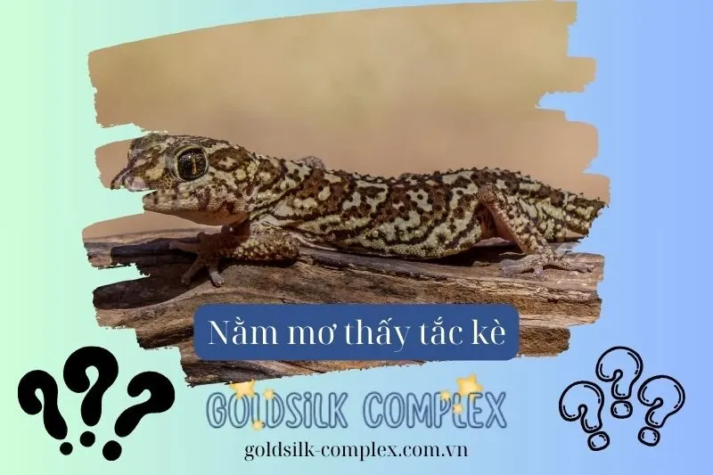 Những loại giấc mơ thấy tắc kè và điềm báo đi kèm