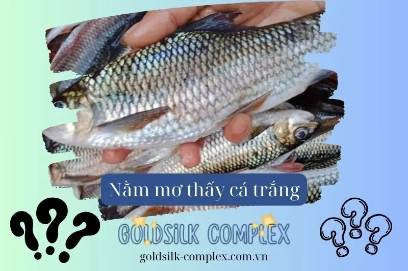 Phụ nữ mơ bắt cá trắng là điềm gì