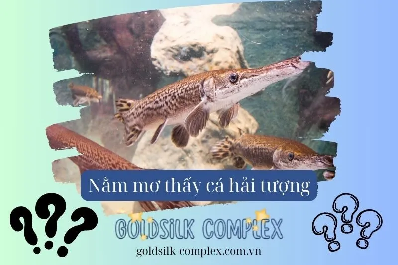 Sự Khác Biệt Giữa Giấc Mơ Cá Hải Tượng Và Các Loài Cá Khác