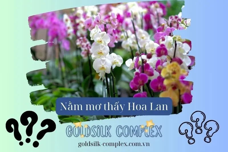 Ý nghĩa của việc nằm mơ thấy hoa lan