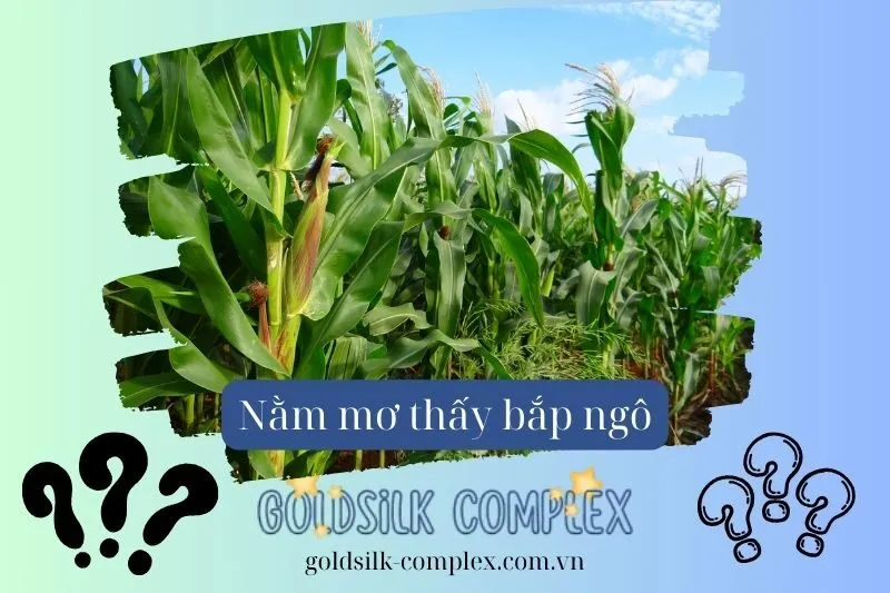 Các tình huống khác khi mơ thấy bắp ngô