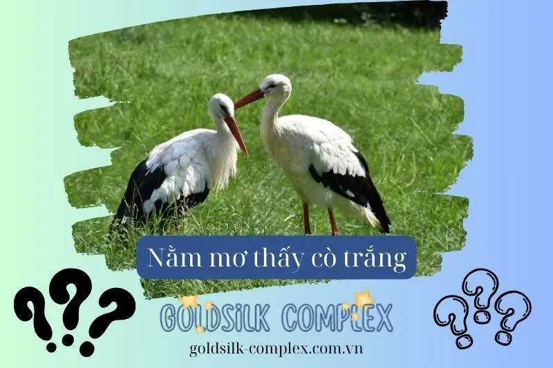 Cách giải mã giấc mơ thấy cò trắng trong bối cảnh văn hóa Việt Nam