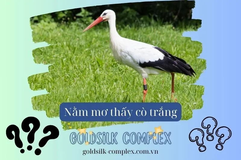 Cò trắng tượng trưng cho điều gì trong đời sống tâm linh