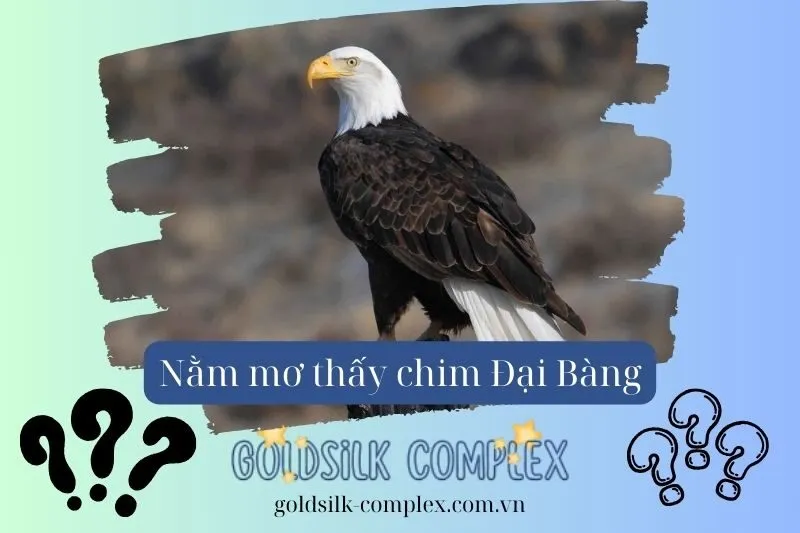 Giải Mã Các Tình Huống Cụ Thể Khi Nằm Mơ Thấy Chim Đại Bàng