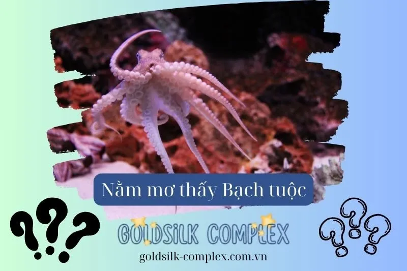 Nằm Mơ Thấy Bạch Tuộc Có Ý Nghĩa Gì? Con số may mắn 2025