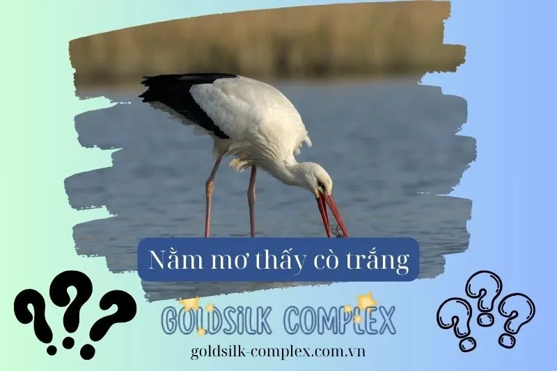 Nằm Mơ Thấy Cò Trắng: Điềm Báo Gì? May Mắn Hay Xui? Con số may mắn