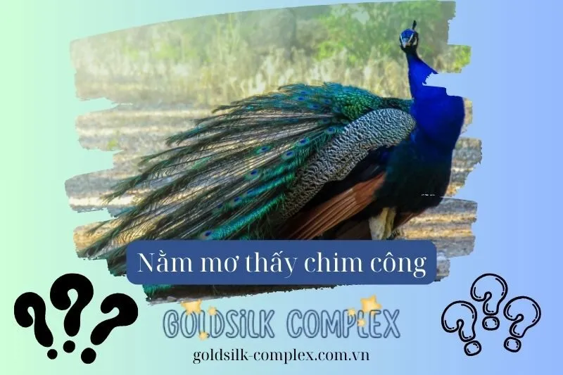 Những Tình Huống Khác Khi Nằm Mơ Thấy Chim Công