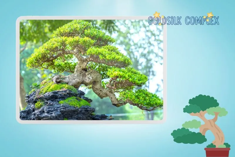 Các loại cây phong thủy trong nhà phổ biến và ý nghĩa của chúng