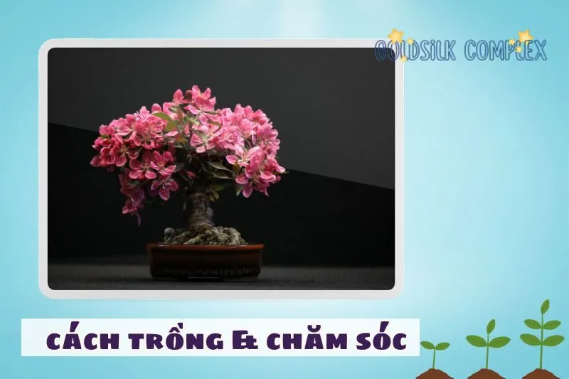 Cách chăm sóc cây phong thủy trong nhà để phát huy hiệu quả tốt nhất