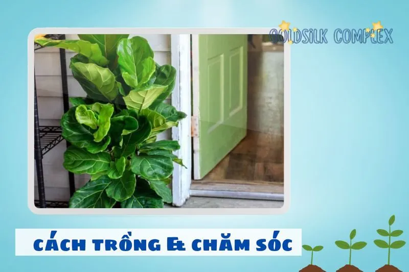 Cách trồng và chăm sóc cây bàng Singapore